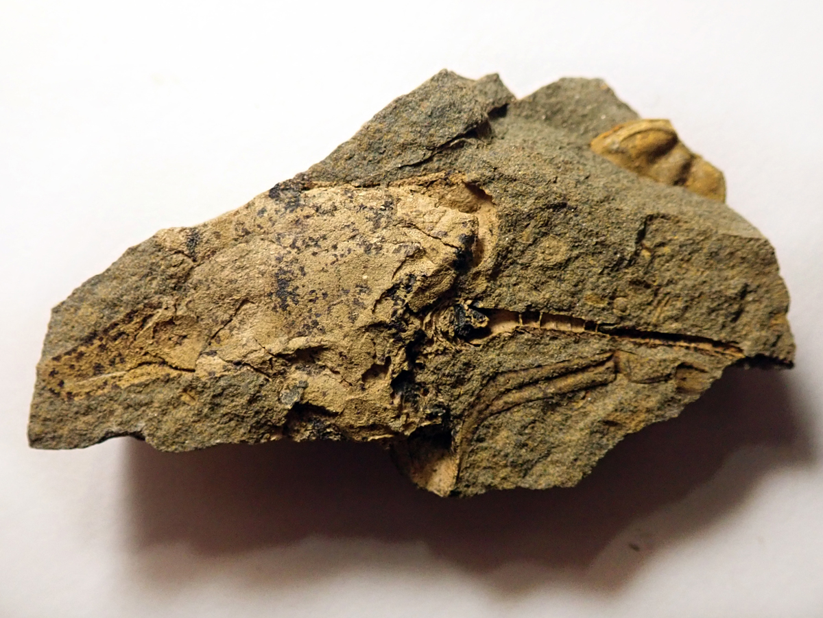 59 mm (sag), Skryje - Dlouhá hora