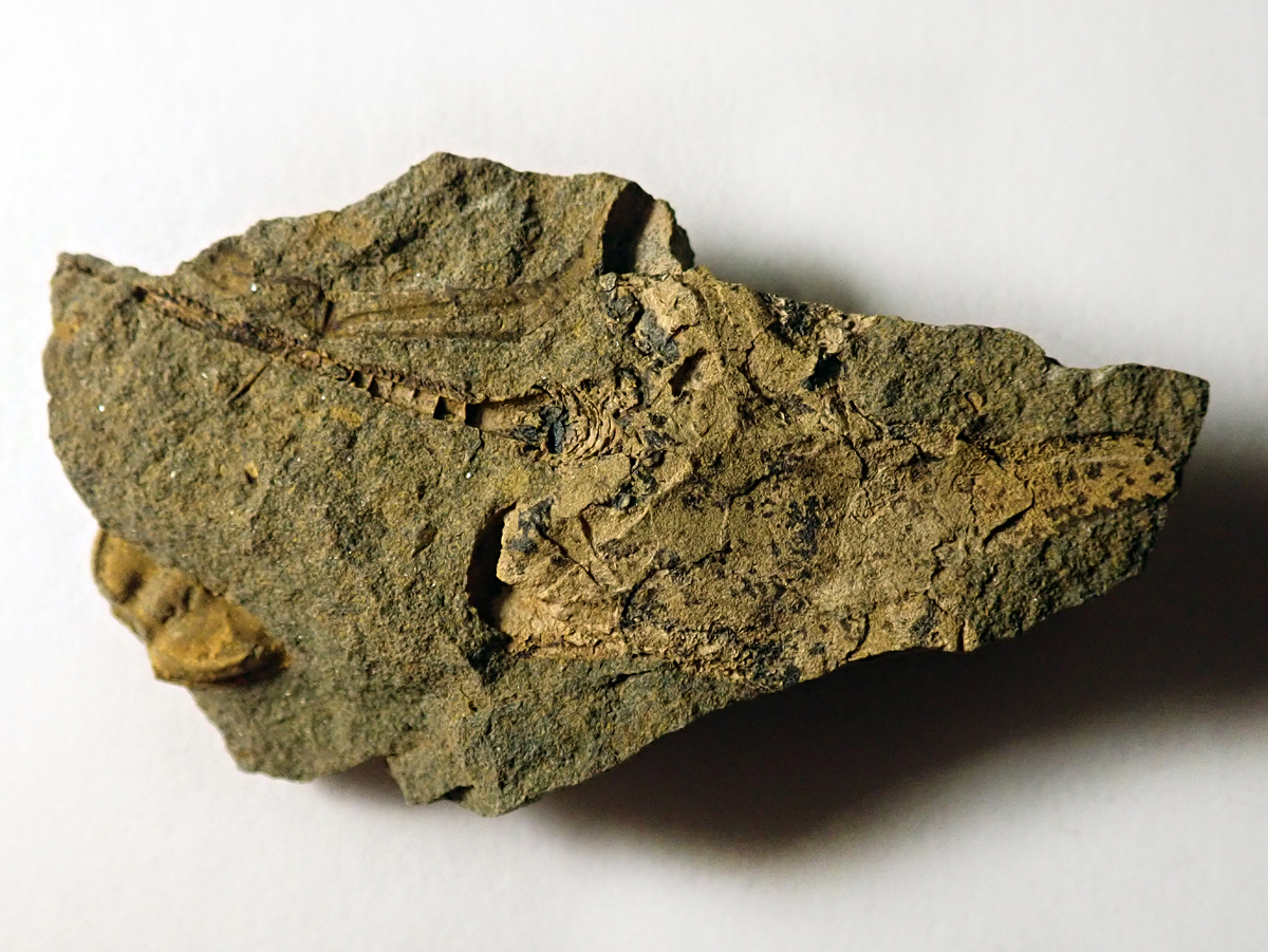 59 mm (sag), Skryje - Dlouhá hora