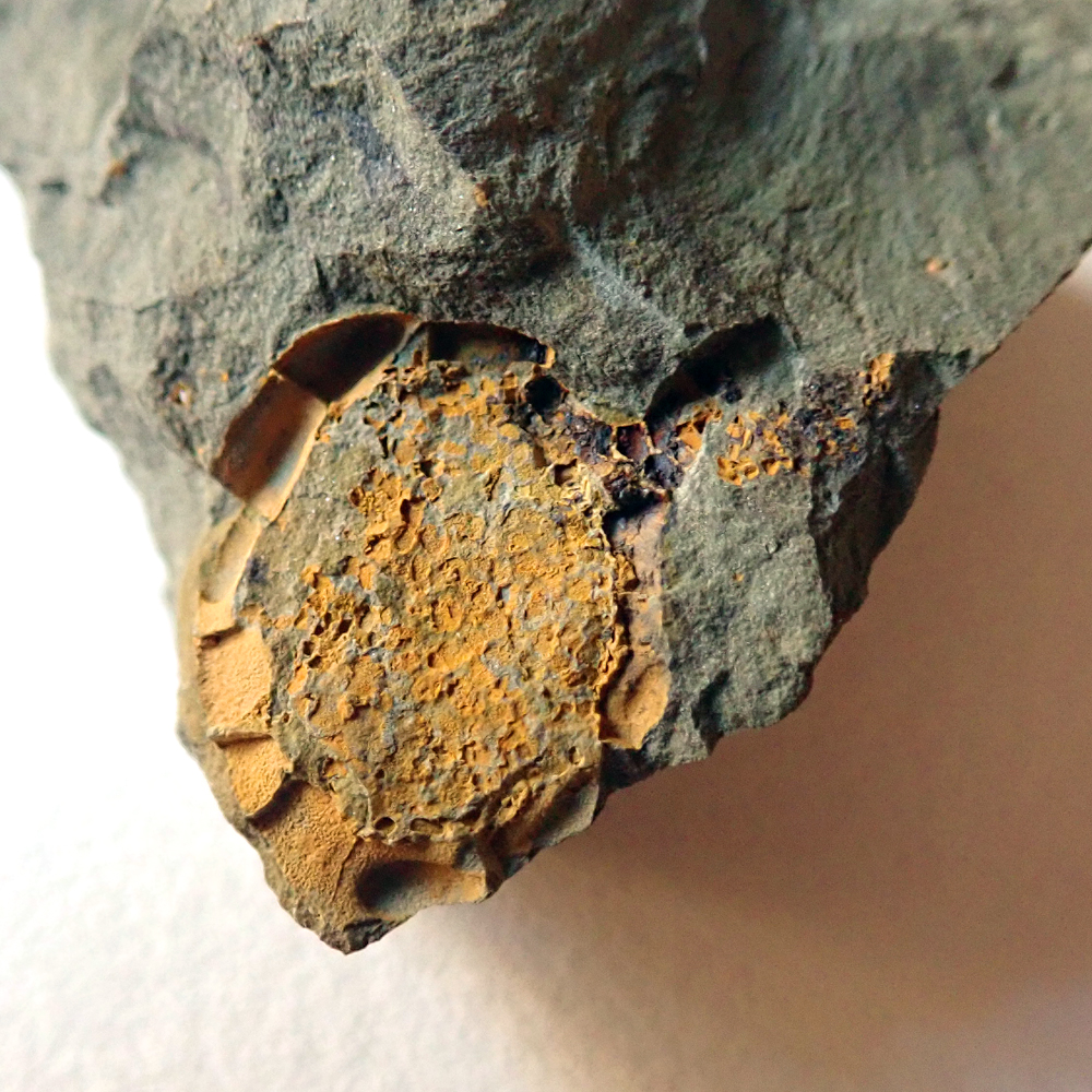 27 mm (sag), Skryje - Plazy