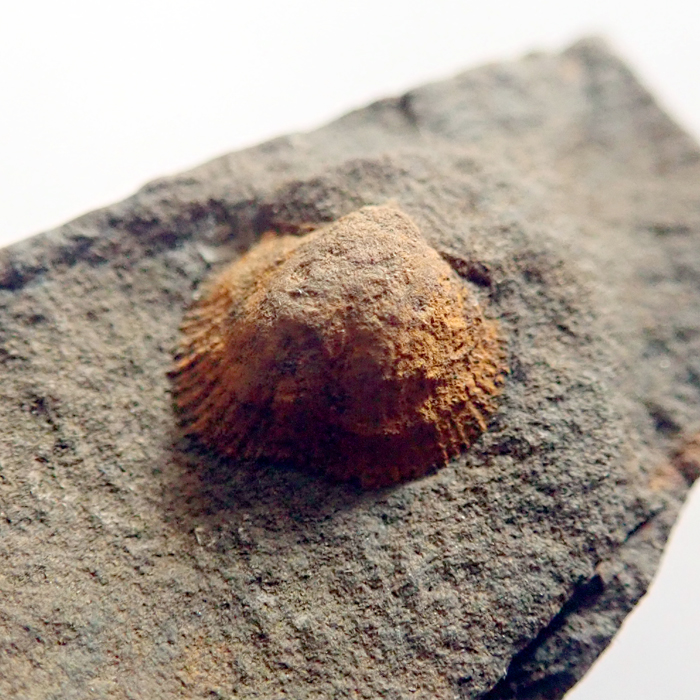 6 mm (sag), Dlouhá hora