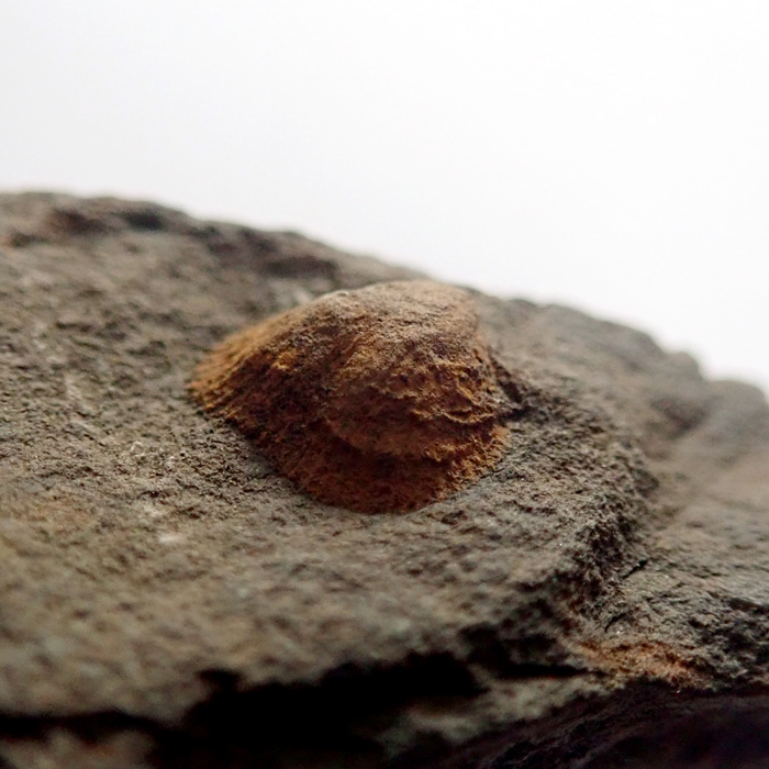 6 mm (sag), Dlouhá hora