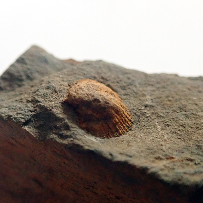 6 mm (sag), Dlouhá hora