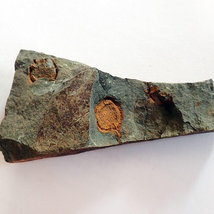 uprostřed 14 mm (sag), Buchava