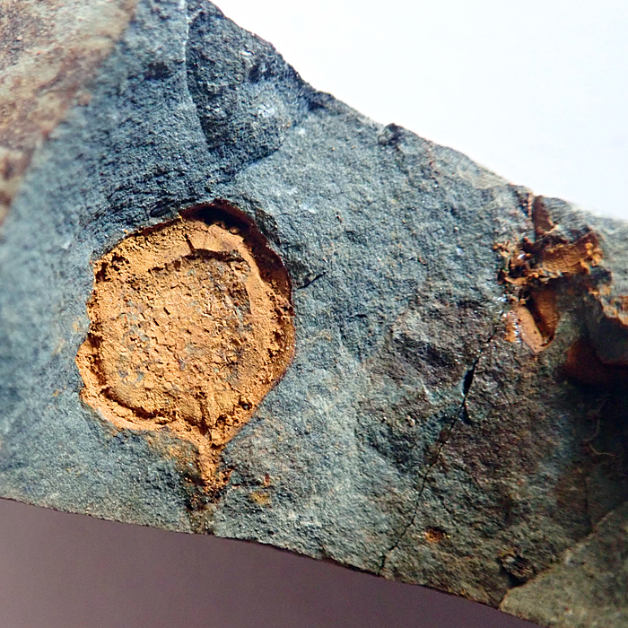 Detail  - 14 mm (sag), Buchava