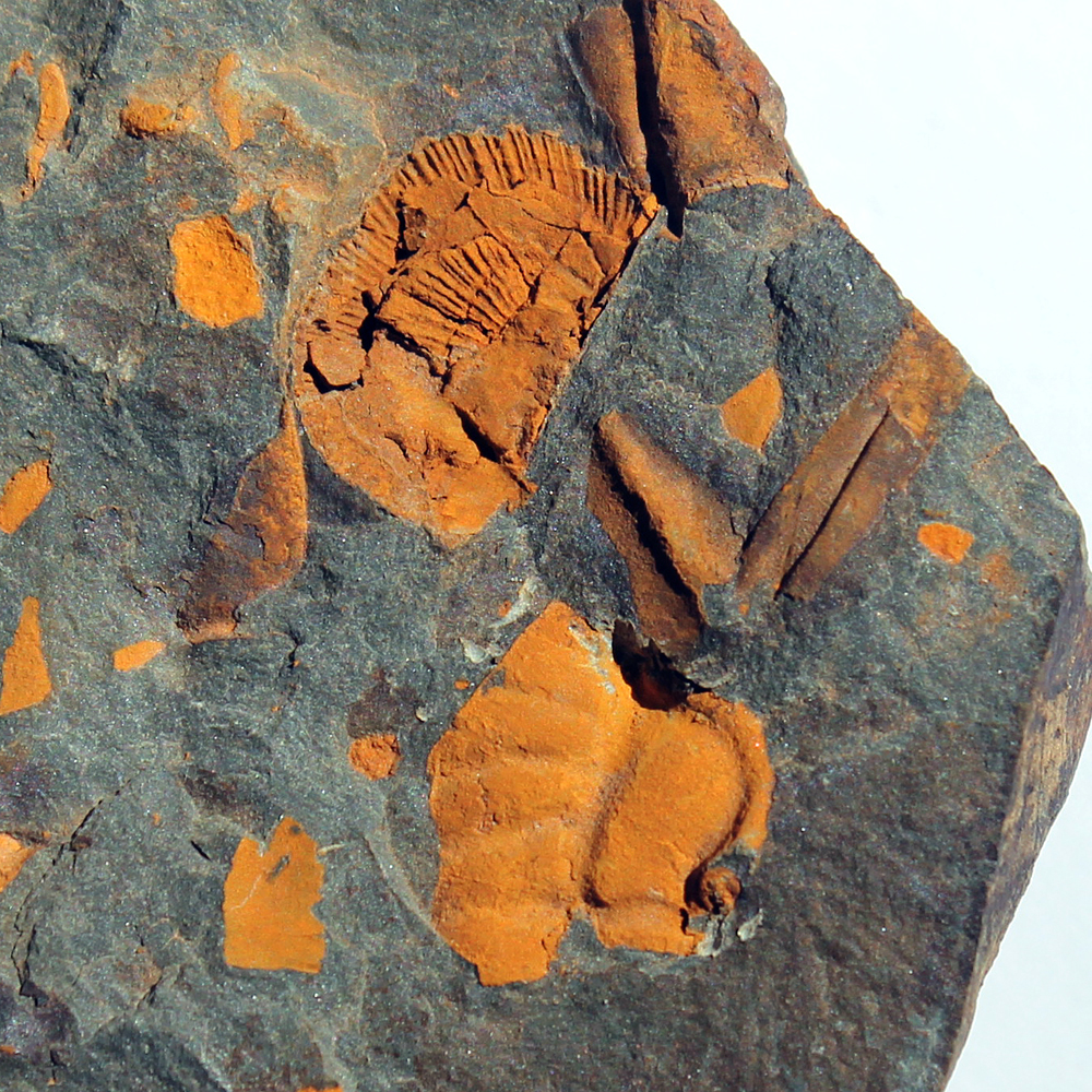 7 mm (sag), Skryje - Luh