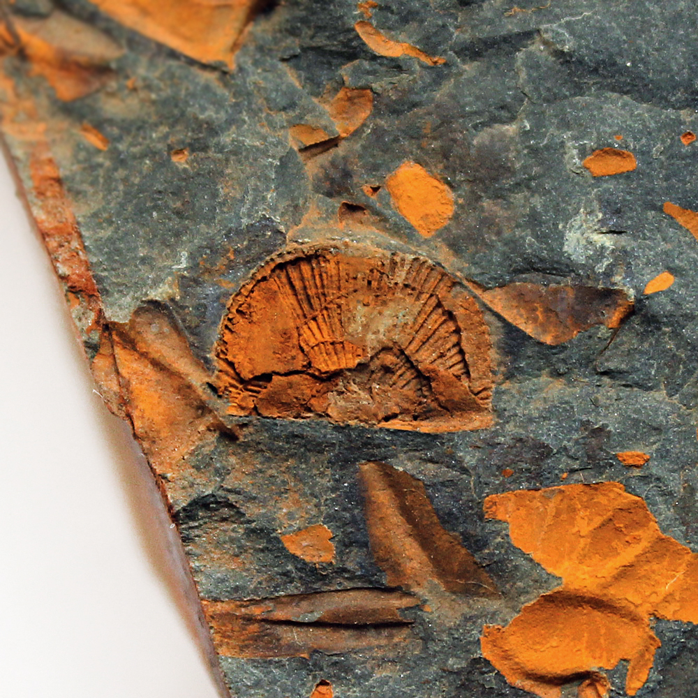 7 mm (sag), Skryje - Luh